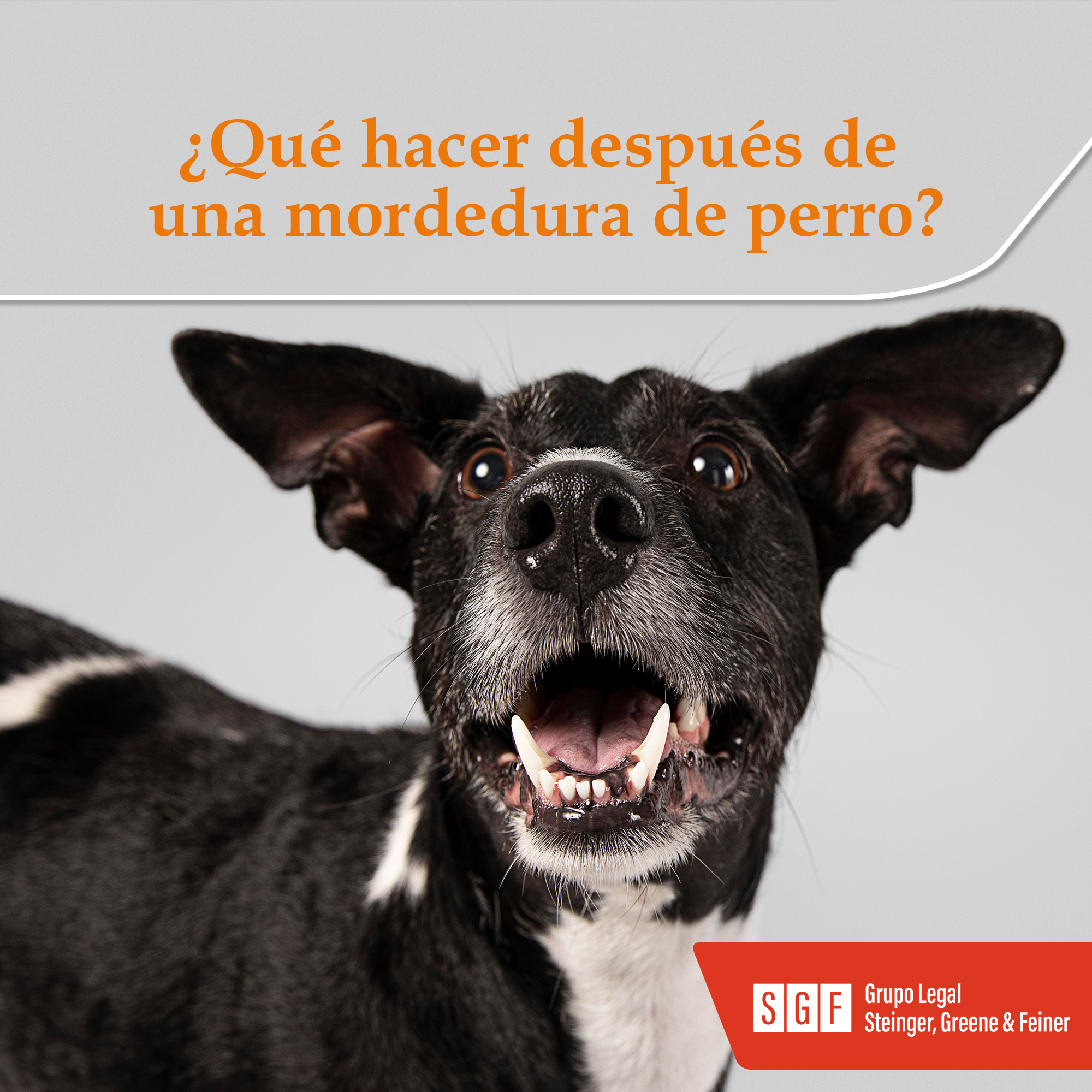 ¿Qué hacer después de una mordedura de perro?